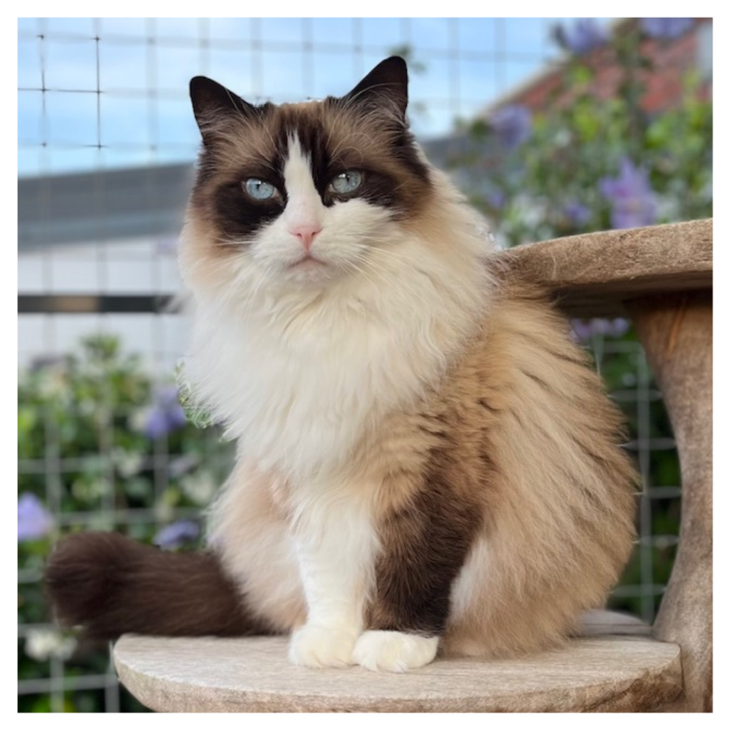 Eén van de katten van Huistijger Kattenoppas: Beer