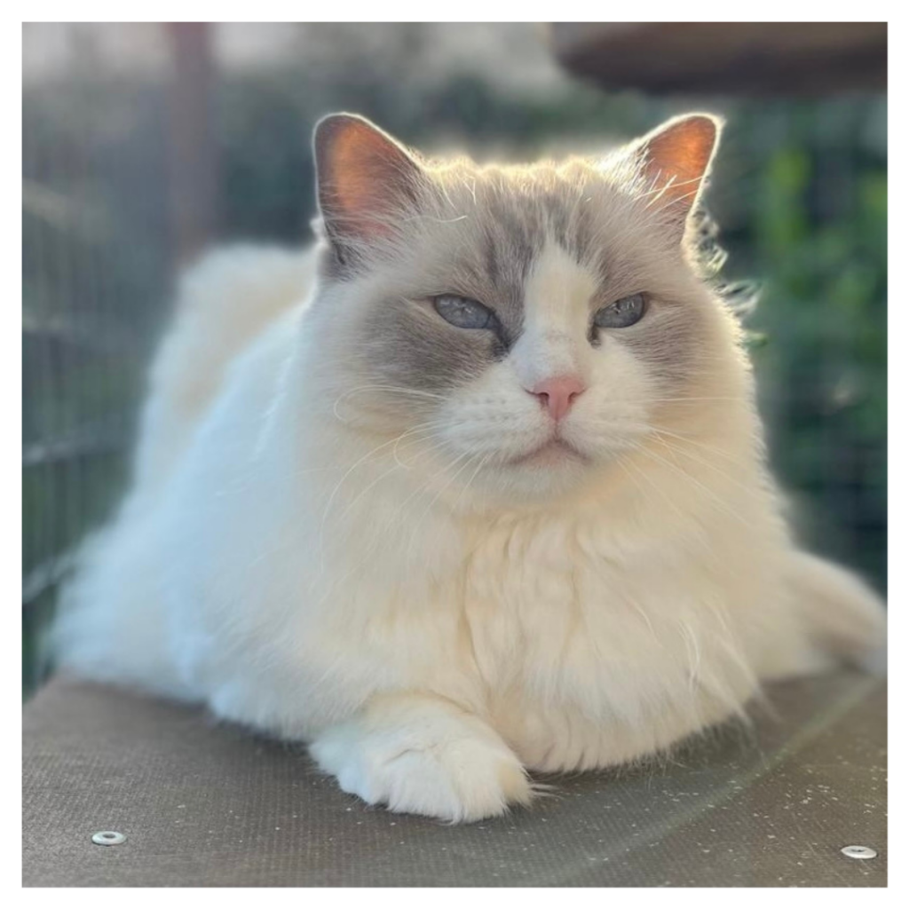 Eén van de poezen van Huistijger Kattenoppas: Lily