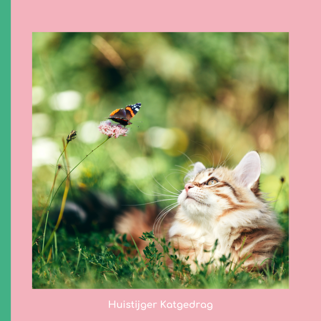 Jachtverrijking voor katten - beweging
