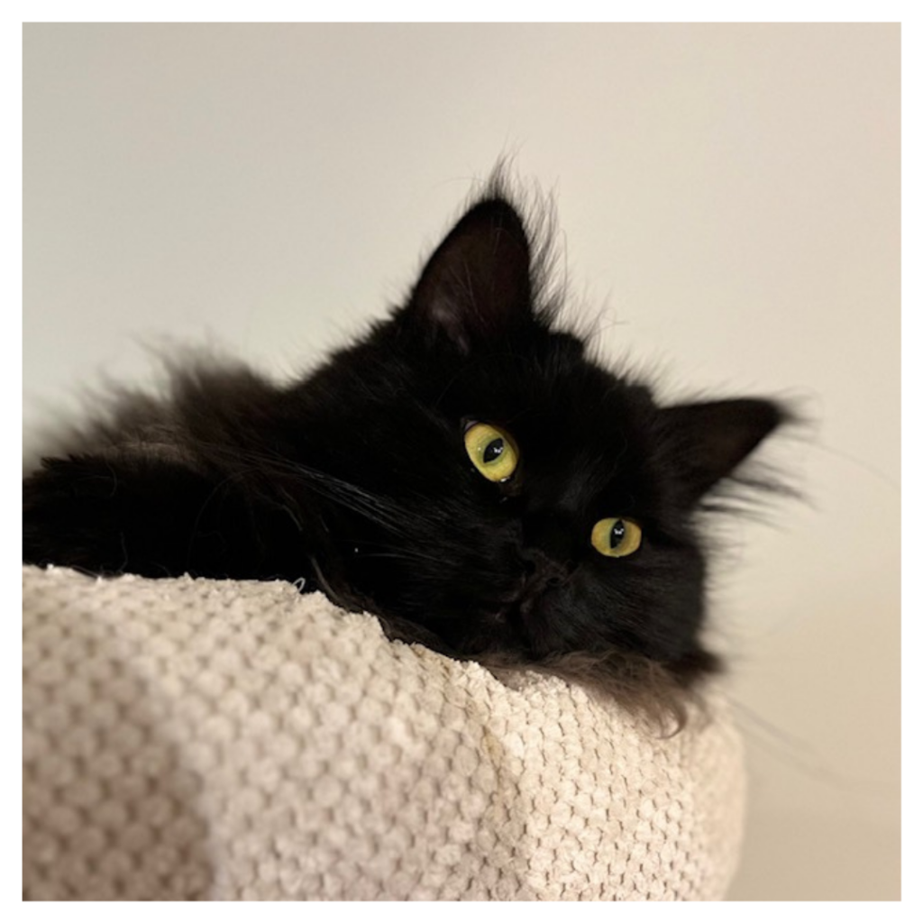 Eén van de poezen van Huistijger Kattenoppas: Ibzan