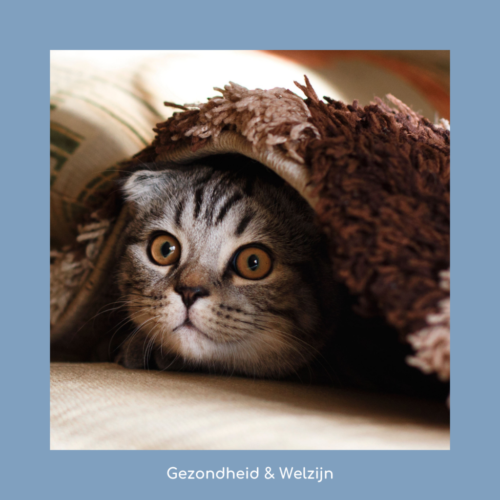 Geef jouw kat een plek om te schuilen