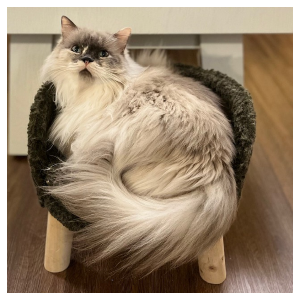 Eén van de poezen van Huistijger Kattenoppas: Ianthe