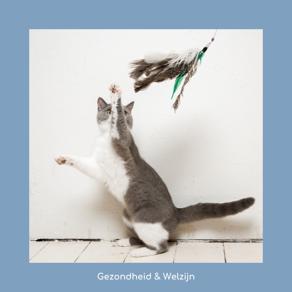 Speel met je kat om hem af te leiden tijdens het vuurwerk