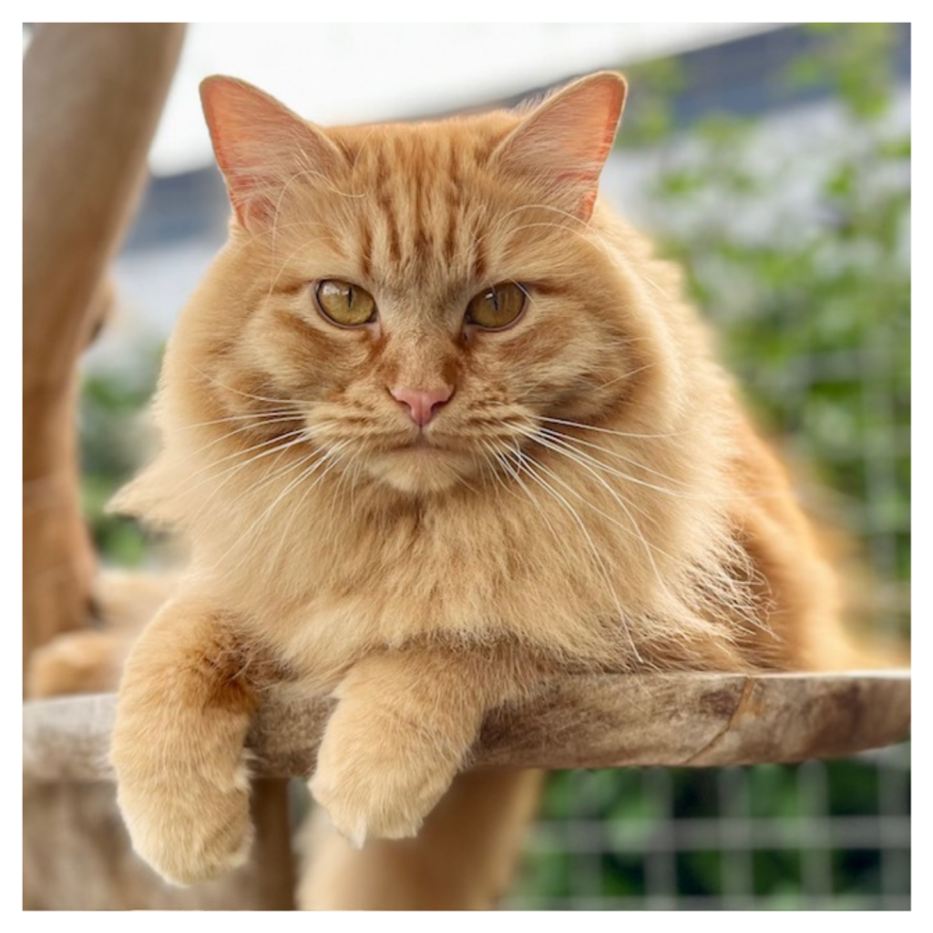 Eén van de poezen van Huistijger Kattenoppas: Gigi