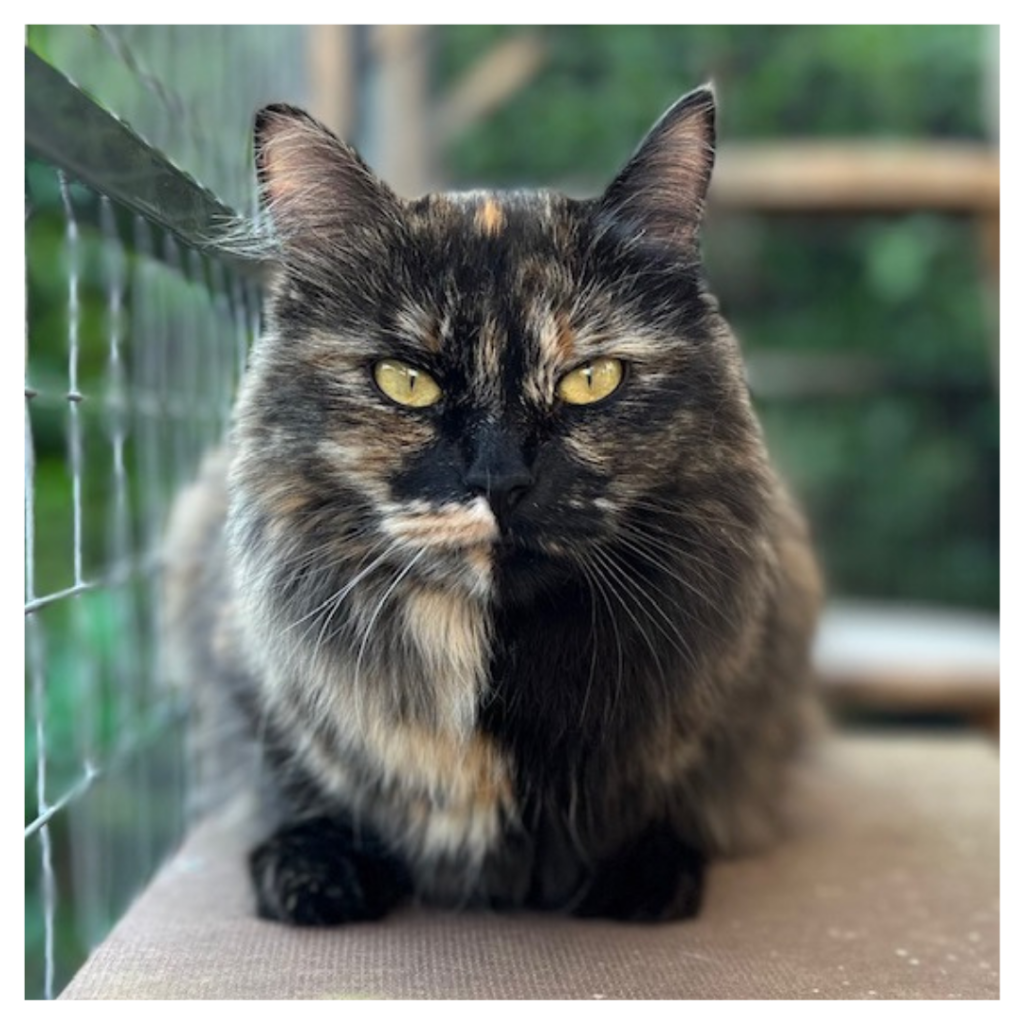 Eén van de poezen van Huistijger Kattenoppas: Echo