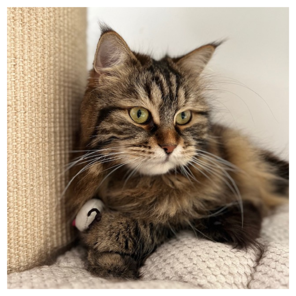 Eén van de poezen van Huistijger Kattenoppas: Raisa