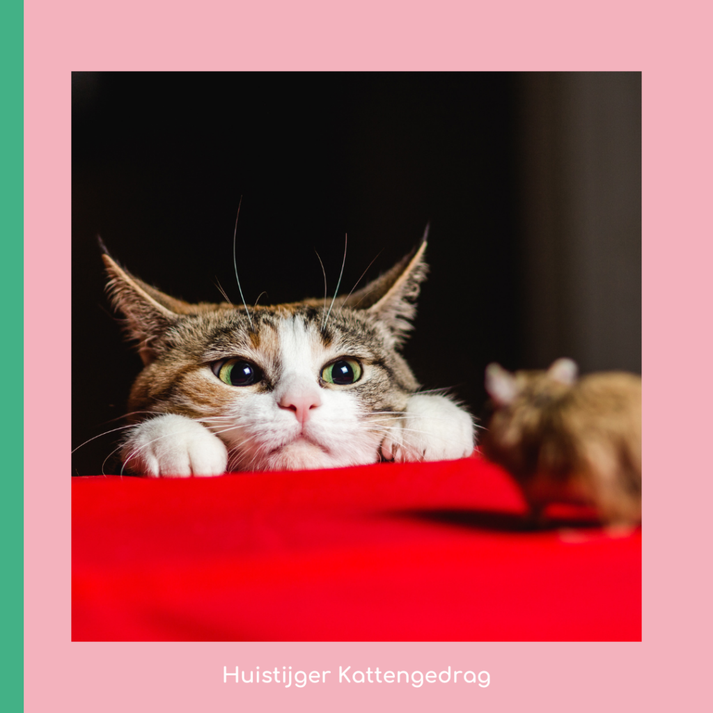 Jachtverrijking voor katten - muis