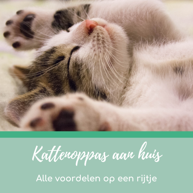 Voordelen kattenoppas aan huis