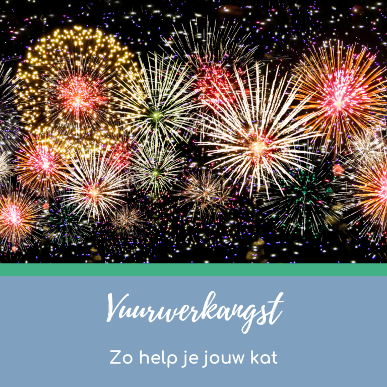 Vuurwerkangst, zo help je jouw kat